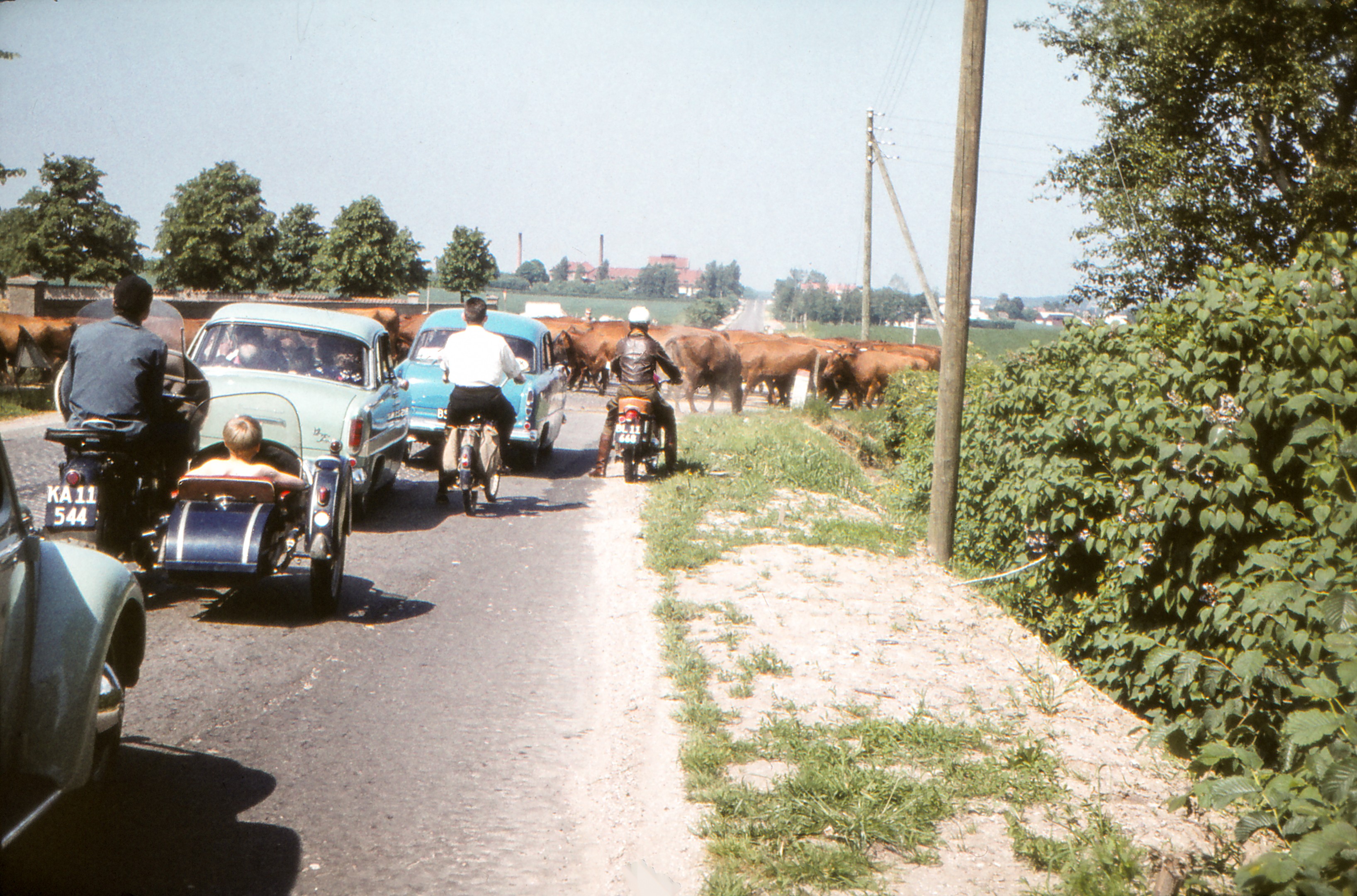 En flok køer passerer Roskildevejen, 1962