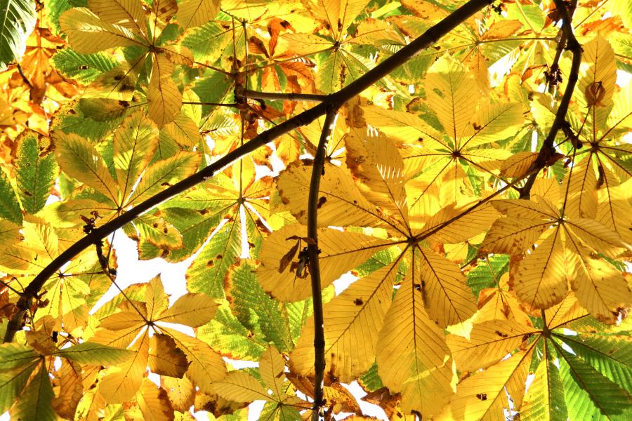 Kastanjetræ i efterårsfarver